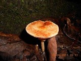 Leucoagaricus rubrotinctus image