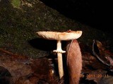Leucoagaricus rubrotinctus image