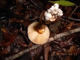 Leucoagaricus rubrotinctus image