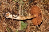 Cortinarius camphoratus image