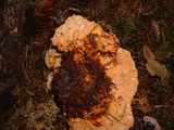 Pycnoporellus fulgens image