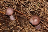 Cortinarius camphoratus image