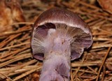 Cortinarius camphoratus image