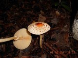 Lepiota subcristatiformis image