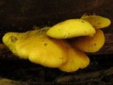Pseudomerulius curtisii image