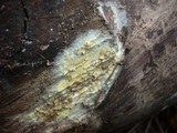 Coniophora arida image