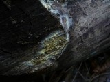 Coniophora arida image