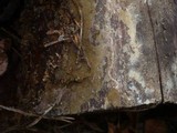 Coniophora olivacea image