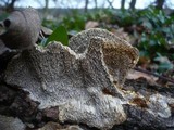 Coriolopsis gallica image