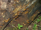 Bolbitius viscosus image