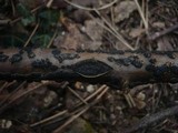 Cucurbitaria laburni image