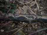 Cucurbitaria laburni image