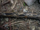 Cucurbitaria laburni image