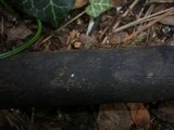 Eutypa maura image