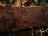 Hymenochaete subfuliginosa image