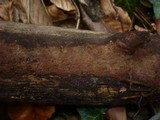 Hymenochaete subfuliginosa image