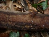 Hymenochaete subfuliginosa image