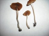 Pholiotina smithii image