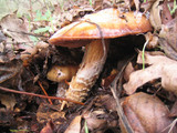 Cortinarius collinitus image