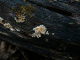 Merulius tremellosus image