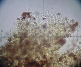 Galerina hypnorum image