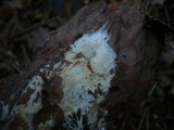 Phanerochaete velutina image