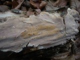 Scytinostroma portentosum image