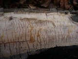 Scytinostroma portentosum image