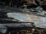 Scytinostroma portentosum image