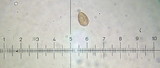 Galerina hypnorum image