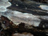 Scytinostroma portentosum image