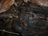 Tomentella lateritia image