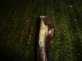 Melanconis xanthostroma image