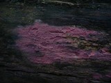 Tulasnella violea image