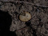 Polyporus brumalis image
