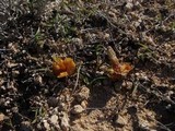 Hygrocybe foliirubens image