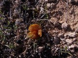 Hygrocybe foliirubens image