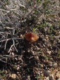 Hygrocybe foliirubens image