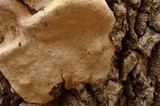 Perenniporia fraxinophila image
