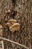 Perenniporia fraxinophila image