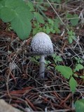 Coprinus spadiceisporus image