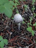 Coprinus spadiceisporus image