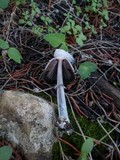 Coprinus spadiceisporus image