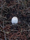 Coprinus spadiceisporus image