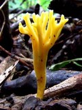 Clavulinopsis corniculata image