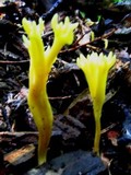 Clavulinopsis corniculata image