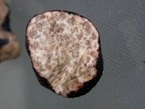 Picoa carthusiana image