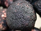Picoa carthusiana image