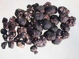 Picoa carthusiana image