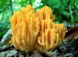 Ramaria formosa image